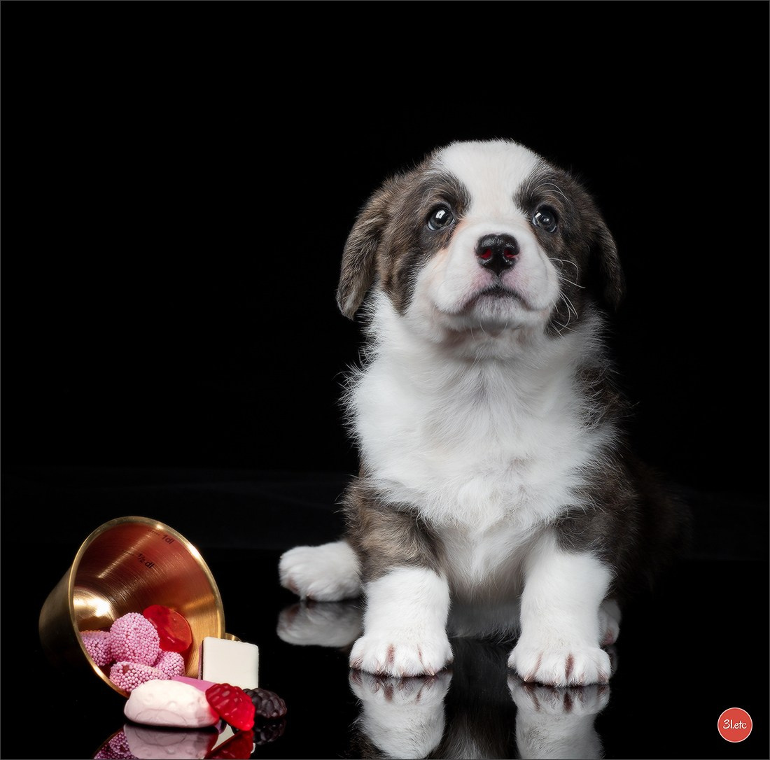 Photographie animalière. Photographe à Strasbourg | Portraits, Studio, Enfants, Événements