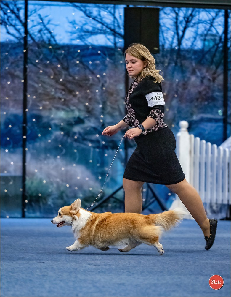 Dog Show WELS   🇦🇹  06-07/12/2025. Photographe à Strasbourg | Portraits, Studio, Enfants, Événements