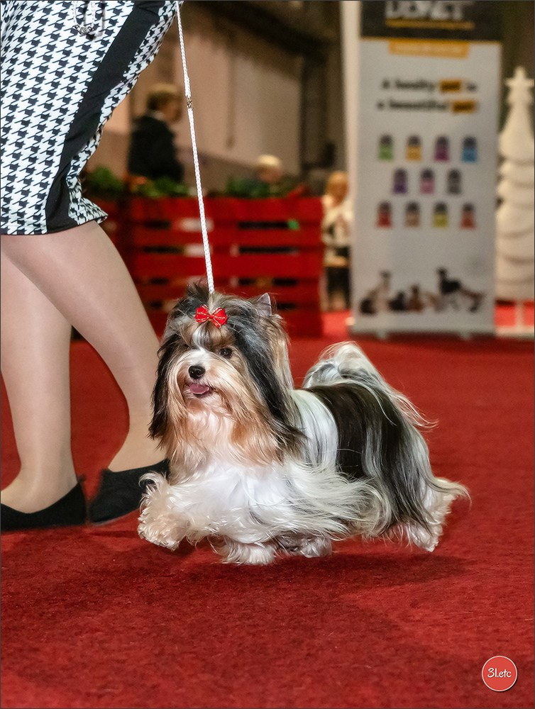 14-15.12.2024 Brussels Dog Show 🇧🇪. Photographe à Strasbourg | Portraits, Studio, Enfants, Événements
