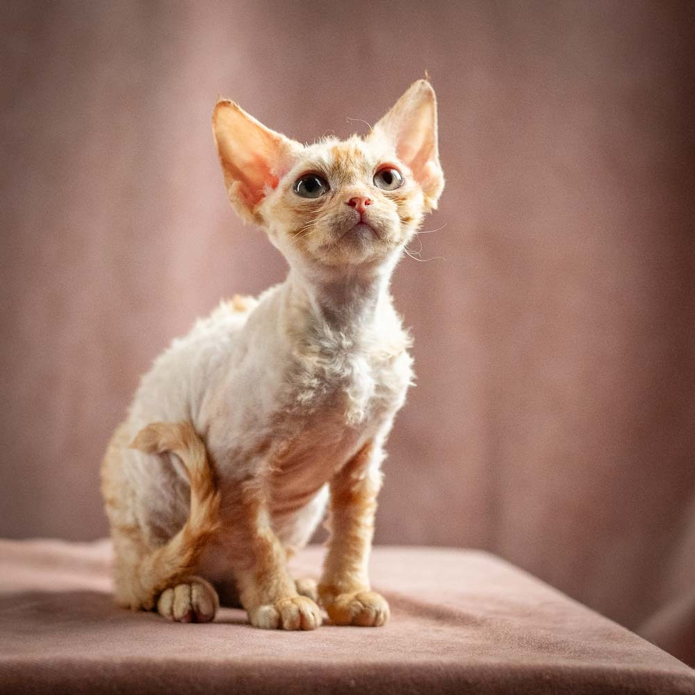 Piper, girl, born 02.11.26. Devon Rex Pixie Cattery