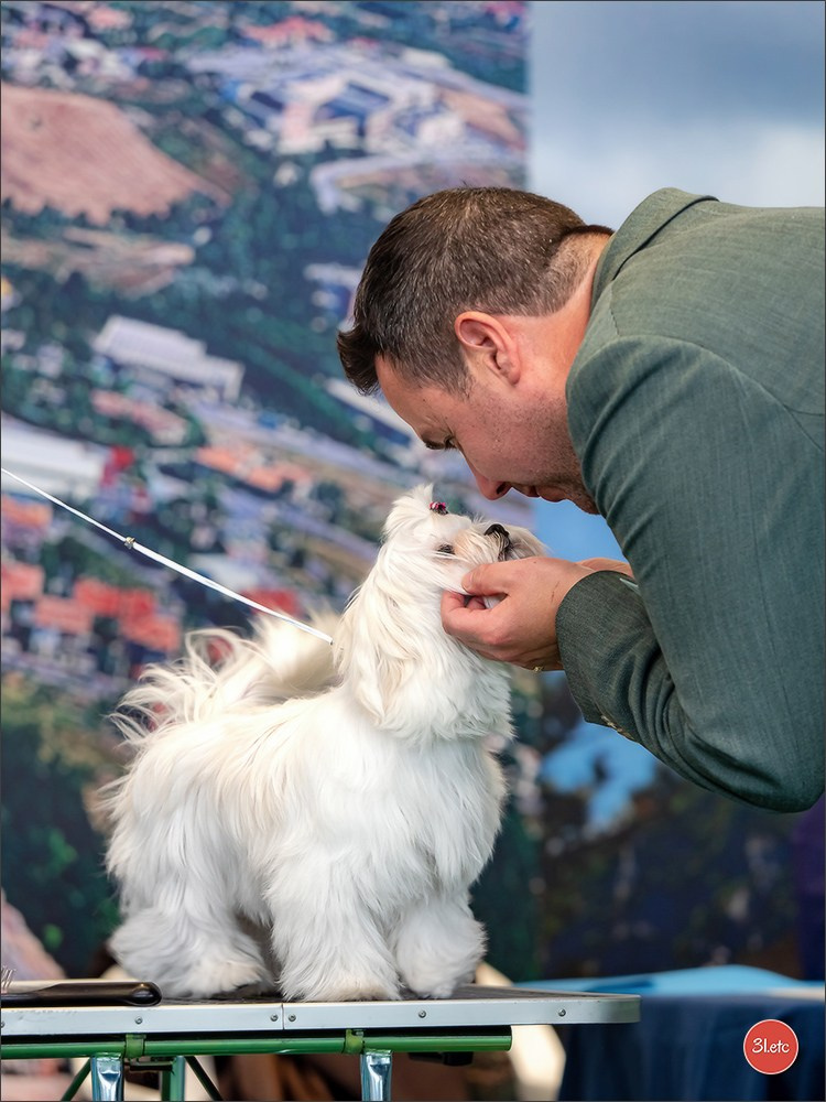 Dog Show  🇮🇹  San Marino. Photographe à Strasbourg | Portraits, Studio, Enfants, Événements