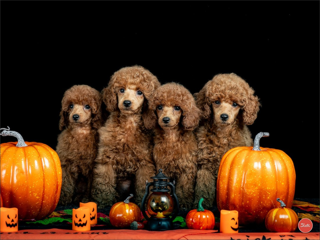 Séance photo d'Halloween dans un salon de toilettage https://pood-els.com/ à Strasbourg. Photographe à Strasbourg | Portraits, Studio, Enfants, Événements