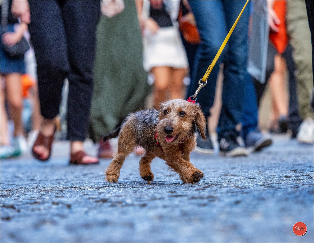 Teckels Parade Strasbourgeoise  Vous pouvez voir le galerie de photos. Photographe à Strasbourg | Portraits, Studio, Enfants, Événements