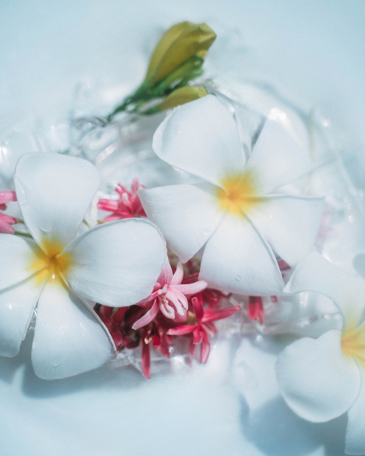 Photographer Phu Quoc