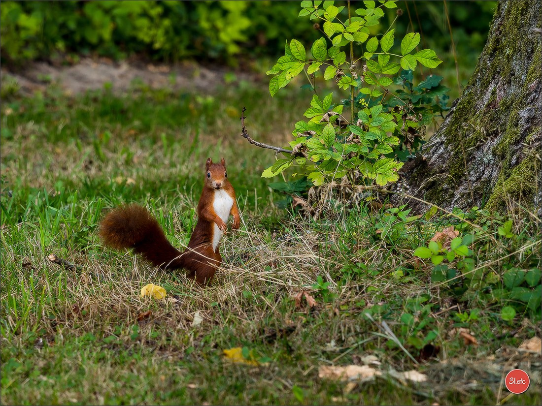 Photographie animalière. Photographe à Strasbourg | Portraits, Studio, Enfants, Événements
