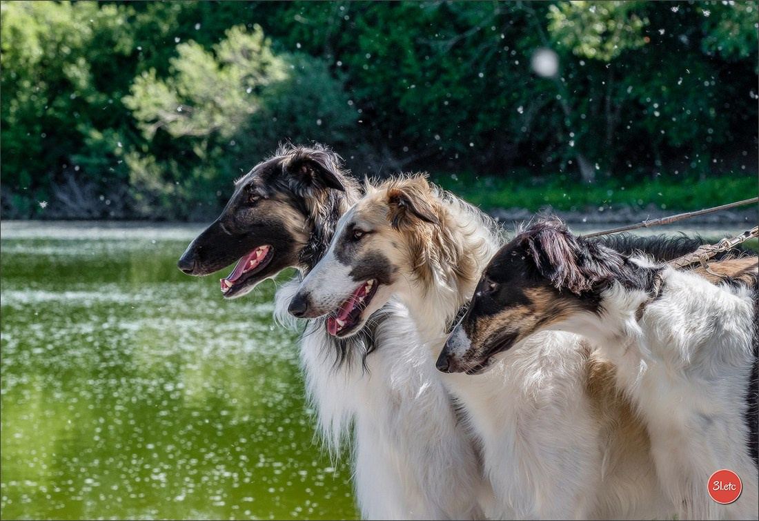 Dog Show Hallbergmoos  🇩🇪  11-13/07/2025. Photographe à Strasbourg | Portraits, Studio, Enfants, Événements