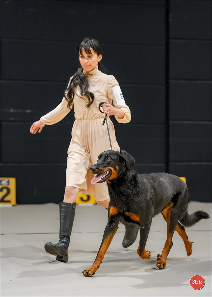 🇱🇺 LUXEMBOURG 🇱🇺 International Dog Show 4-5/04/2026. Photographe à Strasbourg | Portraits, Studio, Enfants, Événements