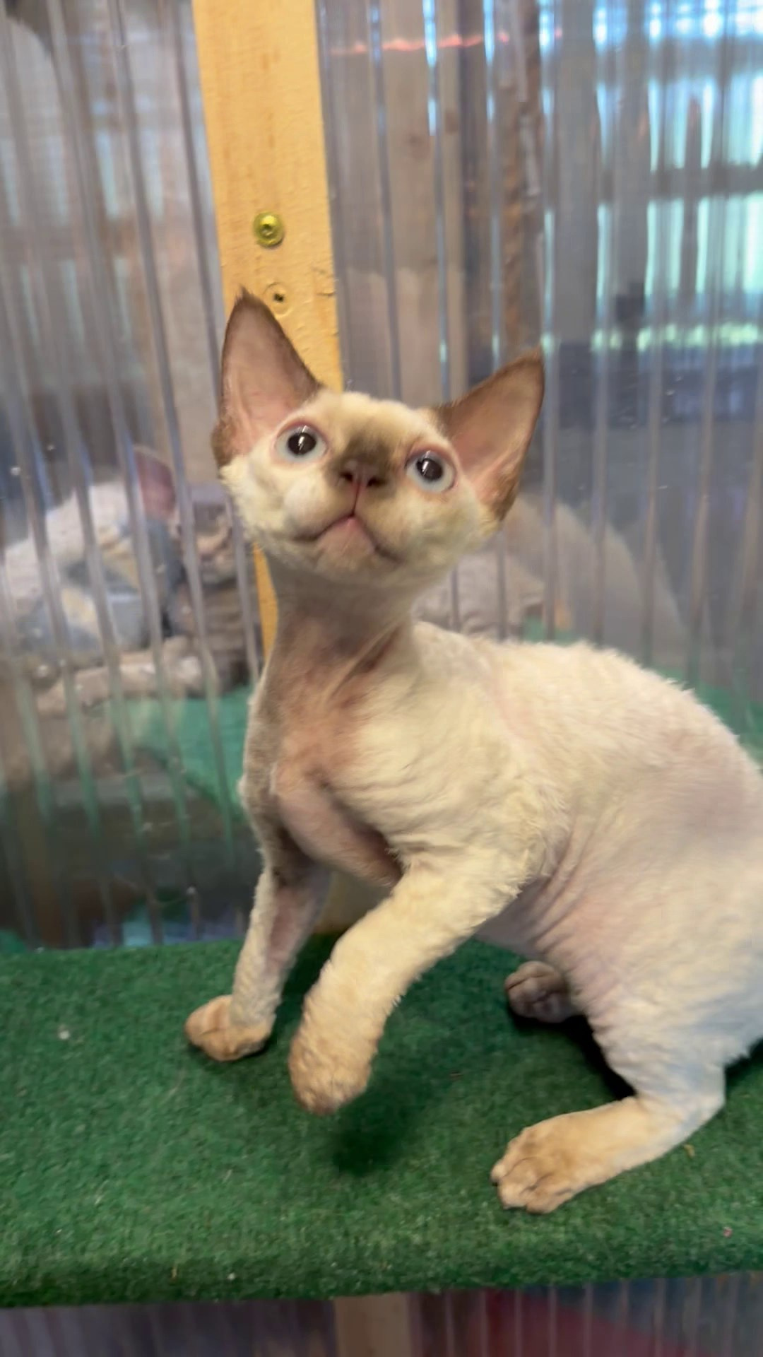 Mila, girl, born 01.15.26. Devon Rex Pixie Cattery