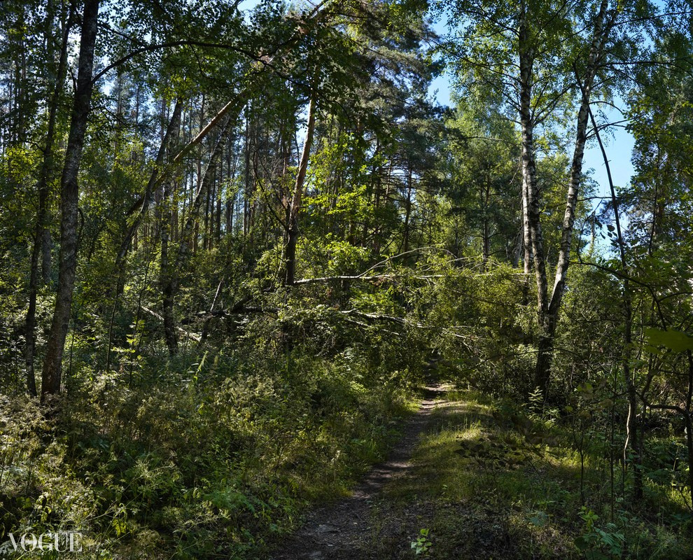 Сказка подмосковного леса. Суть фотографии в стиле изобразительного искусства