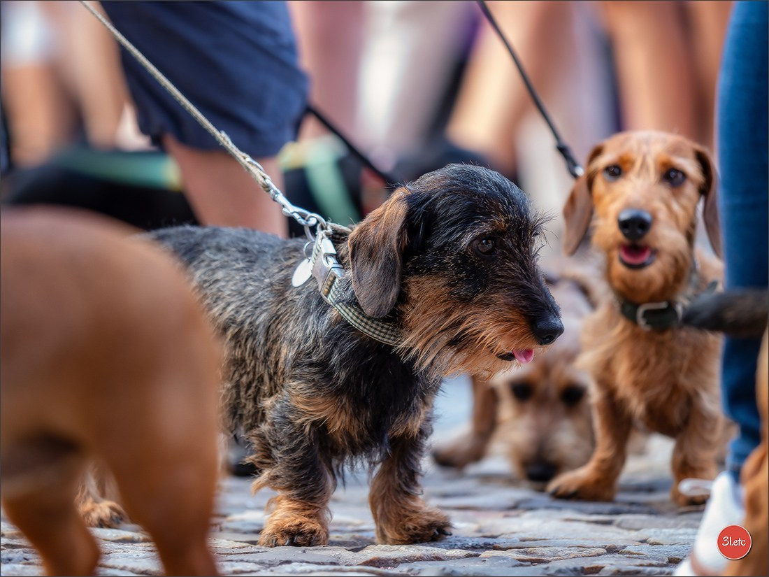 Teckels Parade Strasbourgeoise  Vous pouvez voir le galerie de photos. Photographe à Strasbourg | Portraits, Studio, Enfants, Événements