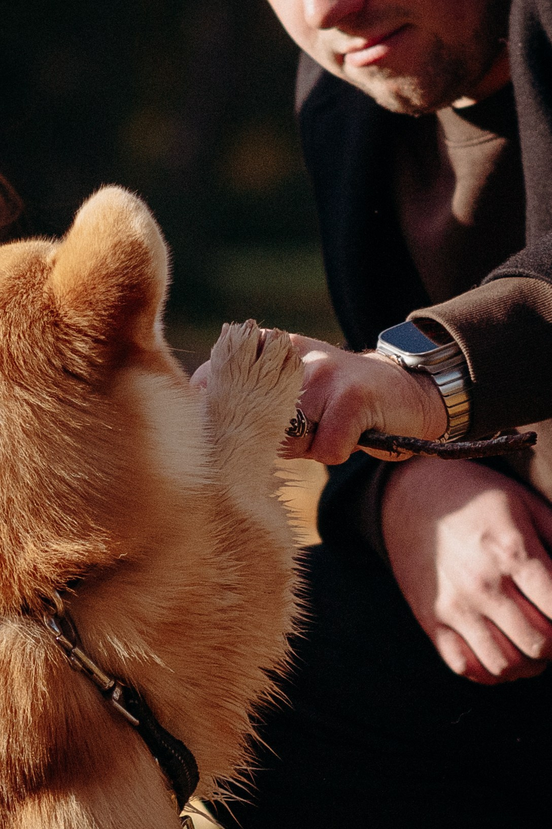 Liisa, Alexander & Marsel. Фотограф-анималист в Таллинне, Катя Лайсаар