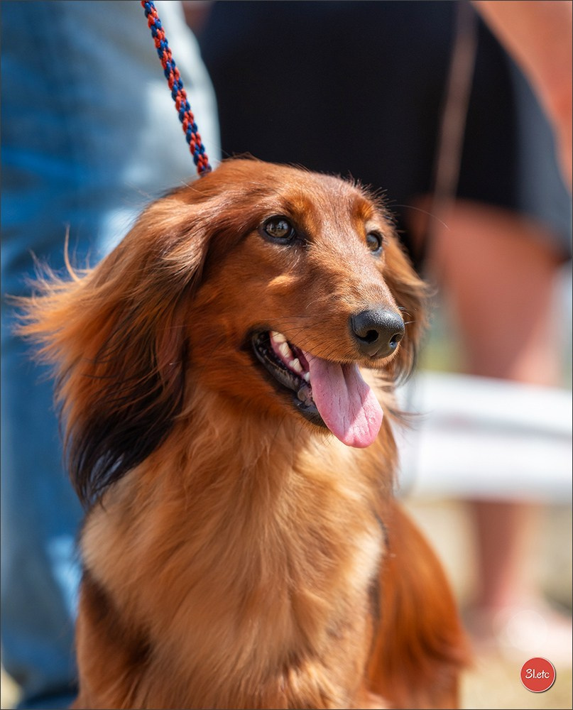Expo canine (Teckel) Strasbourg Hoerdt  🇫🇷  5-6/07/2025. Photographe à Strasbourg | Portraits, Studio, Enfants, Événements