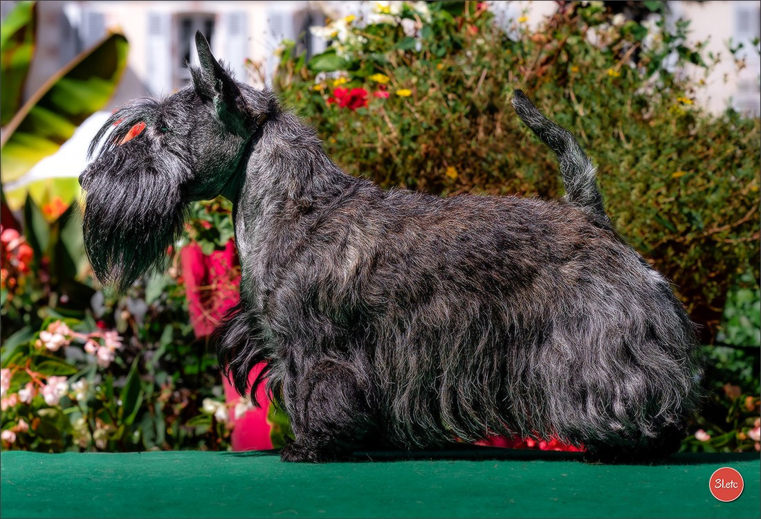 🇫🇷 Romorantin - Exposition Canine Nationale. Photographe à Strasbourg | Portraits, Studio, Enfants, Événements
