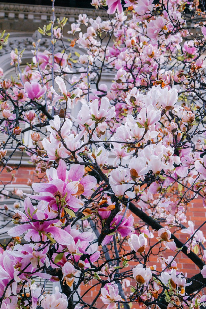 Magnolia. Anastasiia Buchinskaia Fotografa Milano