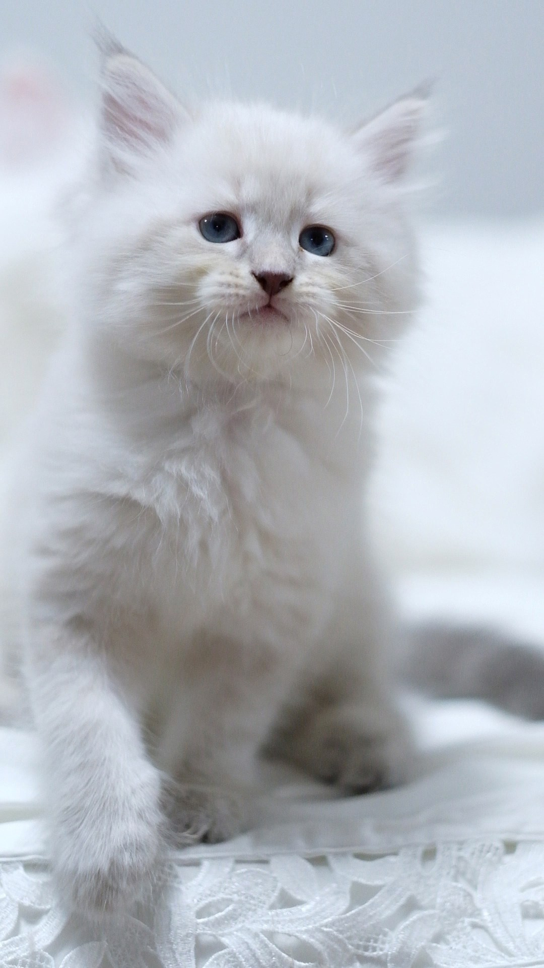 N-Altair. SIBERIALIS: Katzenzucht von Sibirischen und Neva Masquarade Katzen