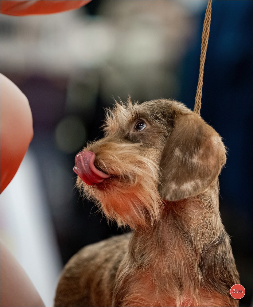 🇫🇷  Perpignan Dog Show  🇫🇷  Expo canine  17-18/01/2026. Photographe à Strasbourg | Portraits, Studio, Enfants, Événements