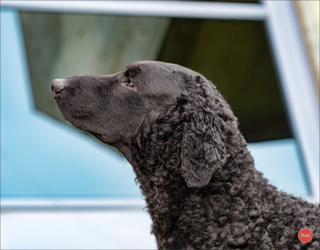 🇫🇷  Perpignan Dog Show  🇫🇷  Expo canine  17-18/01/2026. Photographe à Strasbourg | Portraits, Studio, Enfants, Événements