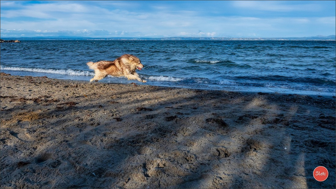 Expo canine 🇫🇷 Martigues  19-20/04/2025. Photographe à Strasbourg | Portraits, Studio, Enfants, Événements