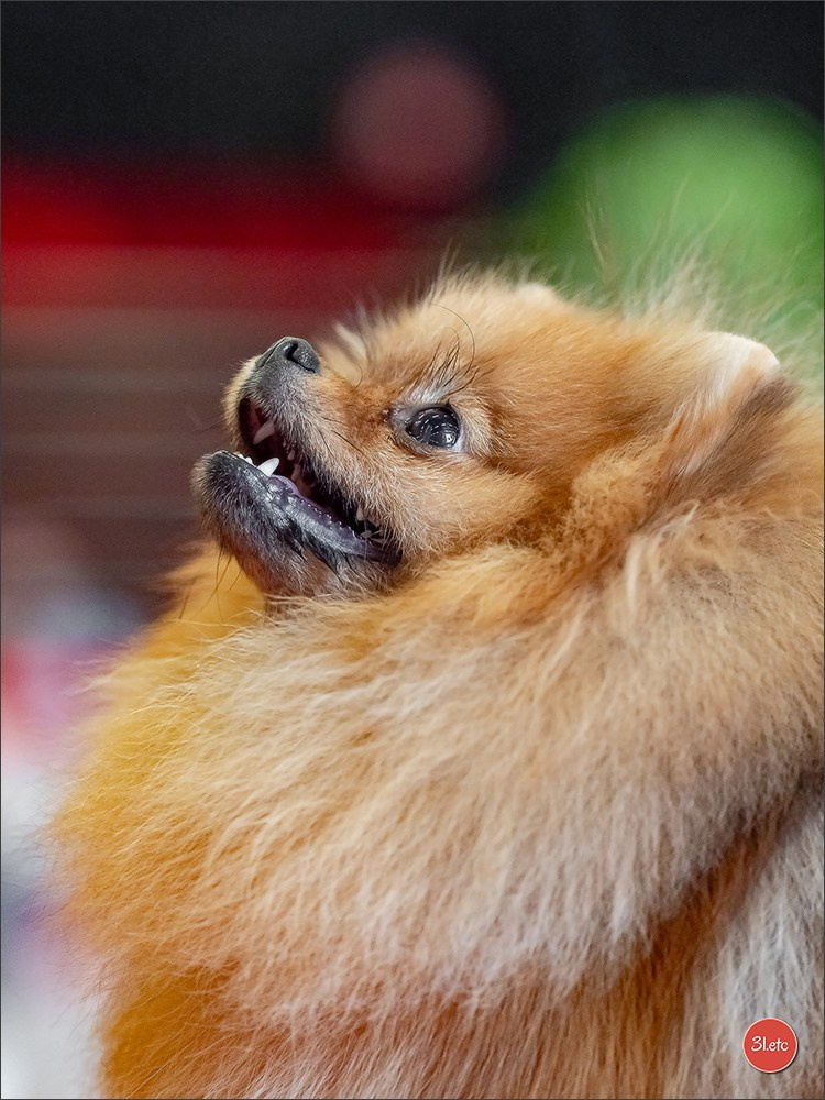 Expo canine 🇫🇷 MARGNY LES COMPIEGNE 06-07/09/2025. Photographe à Strasbourg | Portraits, Studio, Enfants, Événements