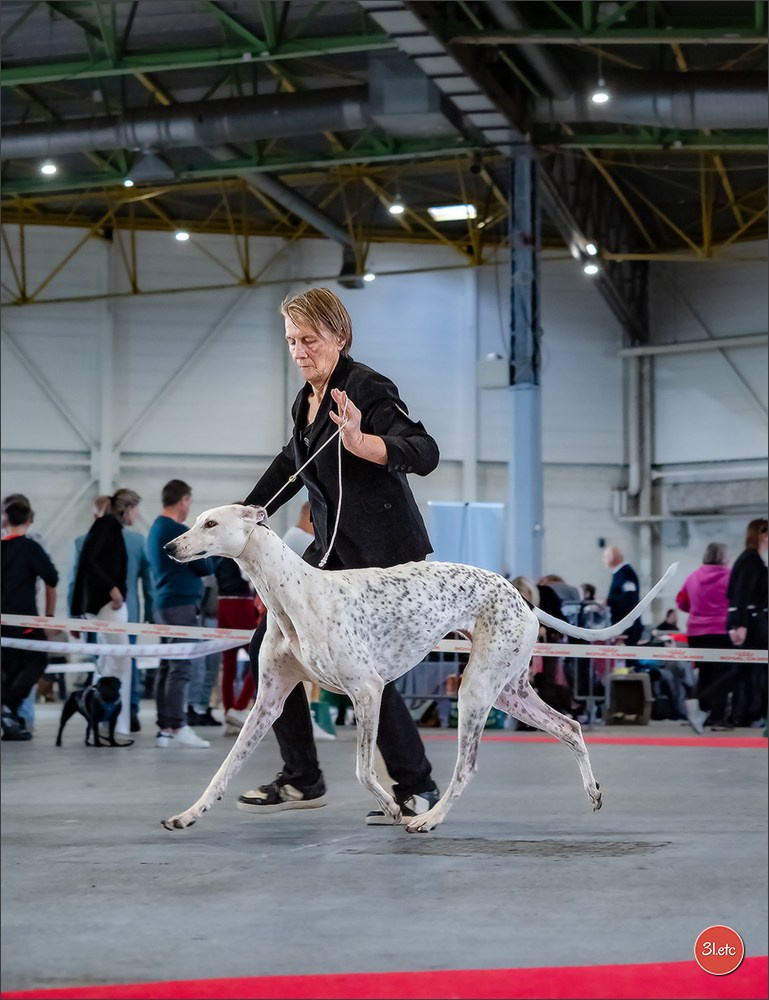 Expo canine  🇫🇷  Metz 08-09/11/2025. Photographe à Strasbourg | Portraits, Studio, Enfants, Événements