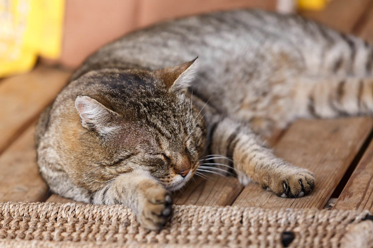 Opuštena siva tigrasta mačka na drvenoj klupi.