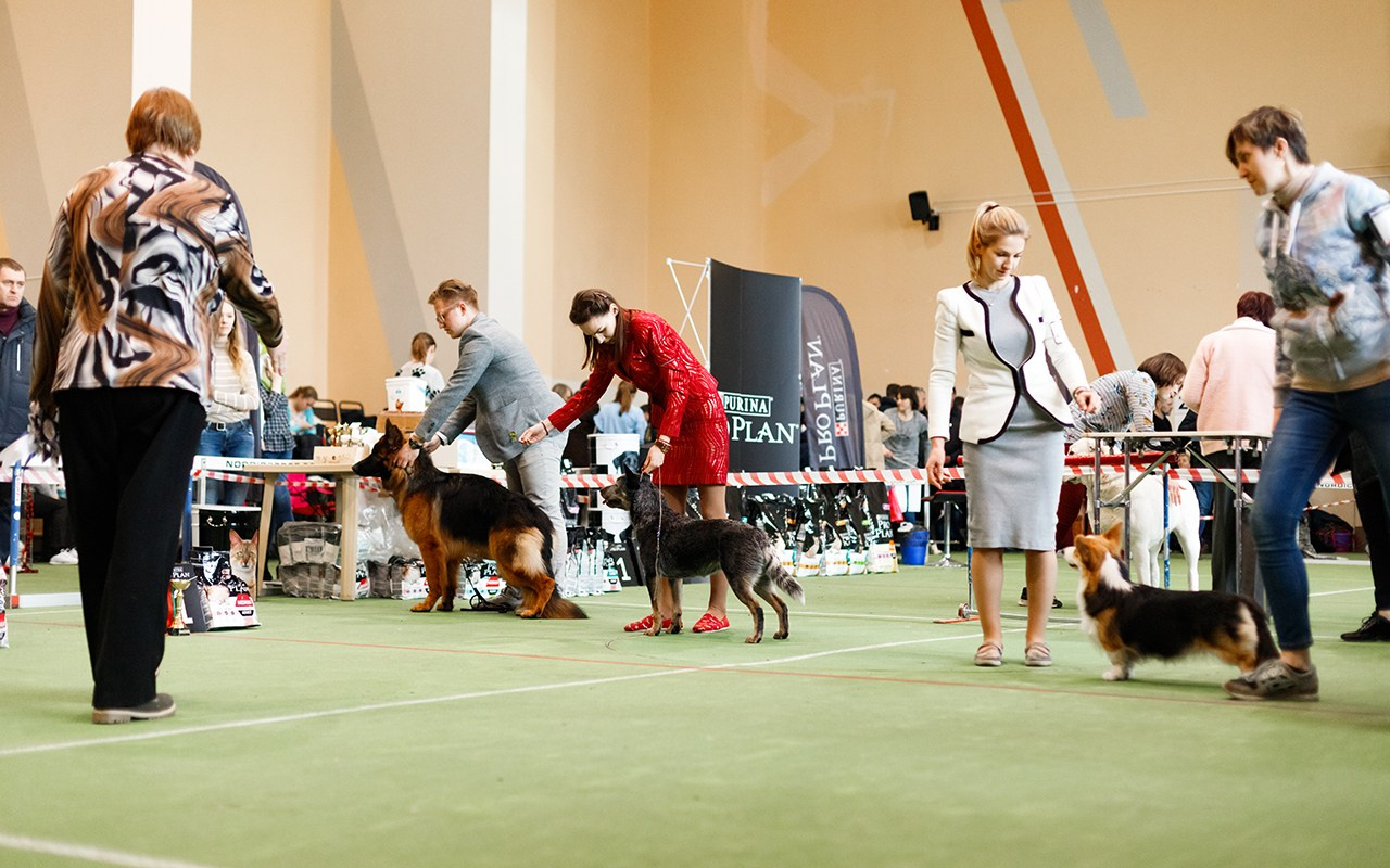 Grodno dog show. Kaja | fotograf we Wrocławiu | ludzie i psy