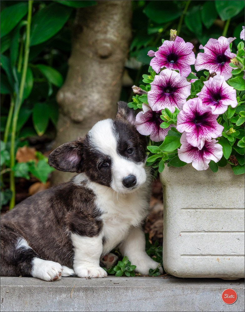 Puppies 03/06/2025. Photographe à Strasbourg | Portraits, Studio, Enfants, Événements