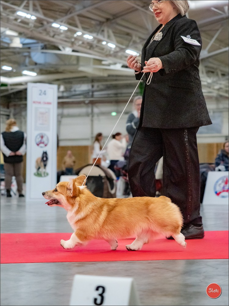 PDS  🇫🇷  Paris Dog Show  🇫🇷  Expo canine  10-11/01/2026. Photographe à Strasbourg | Portraits, Studio, Enfants, Événements