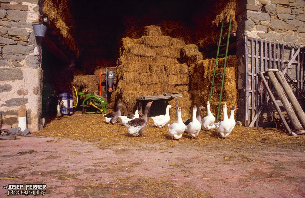 Farm, Osona, Catalunya