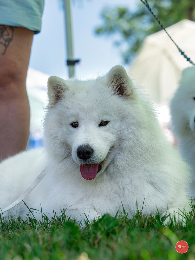 🇨🇭 Geneva Dog Show 15-17/11/2024. Photographe à Strasbourg | Portraits, Studio, Enfants, Événements