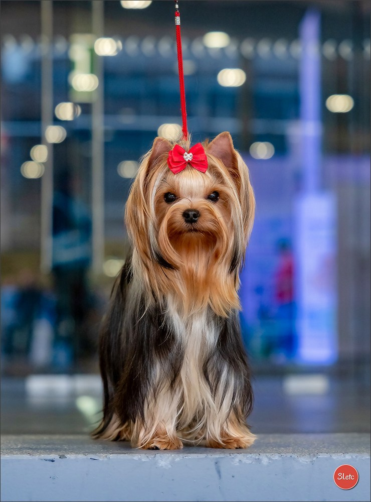 Photographie animalière. Photographe à Strasbourg | Portraits, Studio, Enfants, Événements