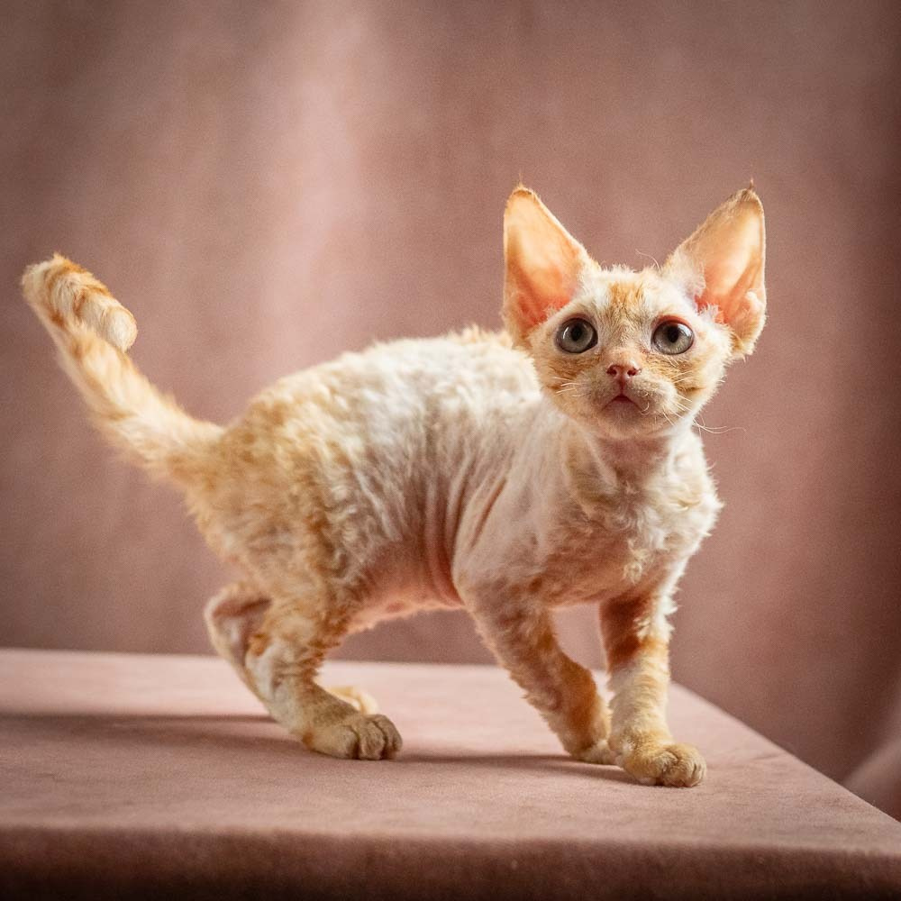 Piper, girl, born 02.11.26. Devon Rex Pixie Cattery