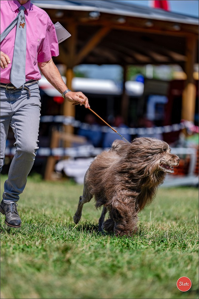 Dog Show - Hallbergmoos 🇩🇪 11-12/07/2026