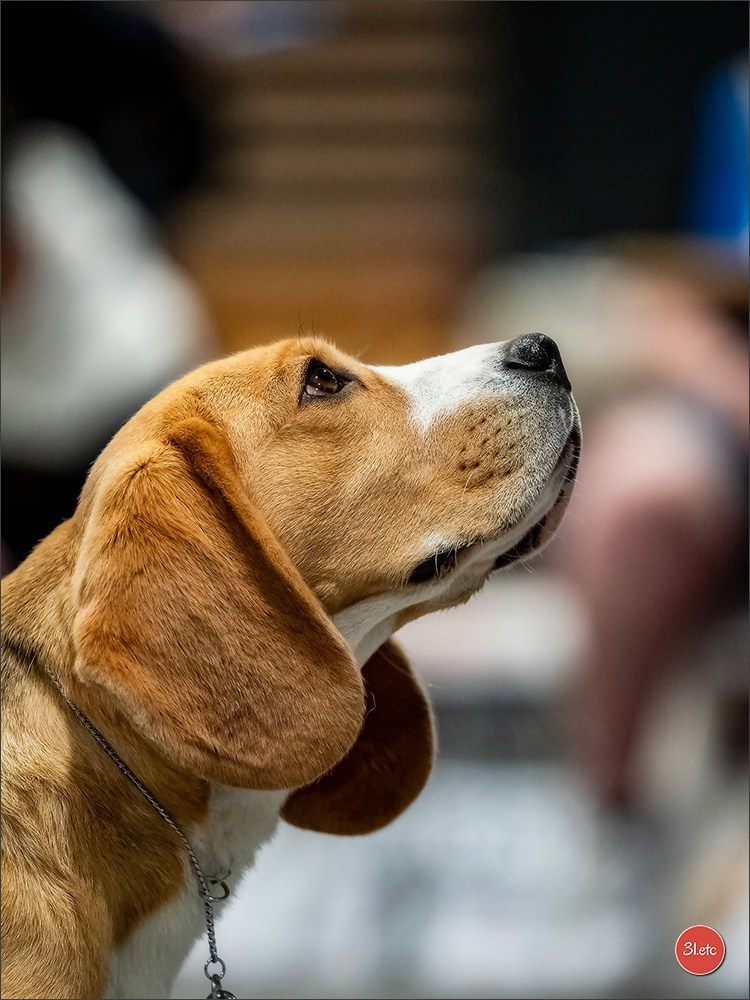 Expo canine 🇫🇷 Angers 22-23/03/2025. Photographe à Strasbourg | Portraits, Studio, Enfants, Événements