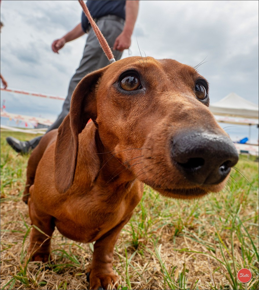 Expo canine (Teckel) Strasbourg Hoerdt  🇫🇷  5-6/07/2025. Photographe à Strasbourg | Portraits, Studio, Enfants, Événements