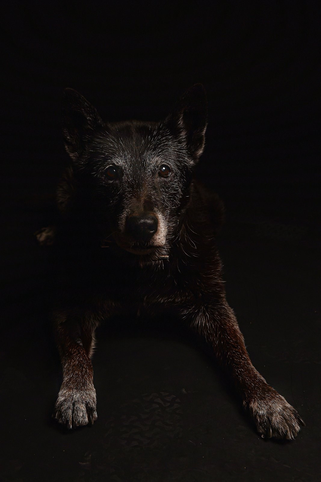 Profesionalno fotografisanje ljubimaca u studiju novi sad. Fotograf Novi Sad Maja Vukelic Pavkov, maturanti, portreti, fotografisanje proizvoda, iznajmljivanje studija za fotografe