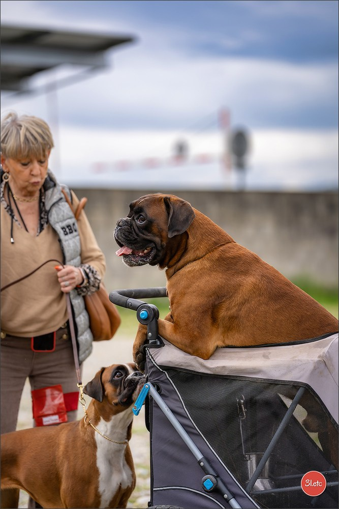 Photographie animalière. Photographe à Strasbourg | Les animaux, Portraits, Studio, Événements