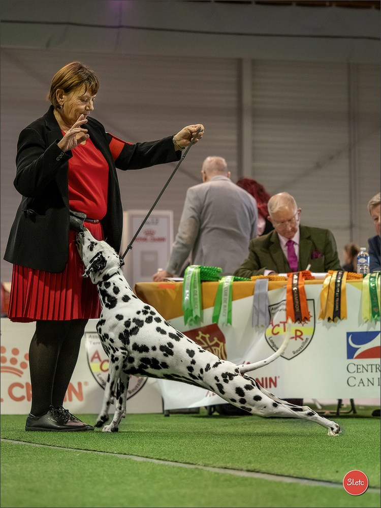 Expo canine 🇫🇷 Beziers 11-12/10/2025. Photographe à Strasbourg | Portraits, Studio, Enfants, Événements