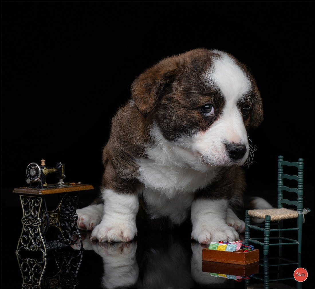 Photographie animalière. Photographe à Strasbourg | Portraits, Studio, Enfants, Événements