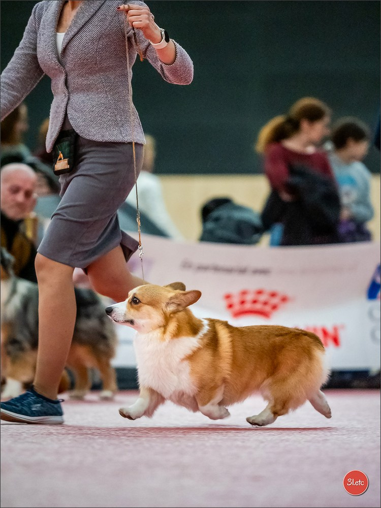 🇫🇷Exposition Canine Internationale de Perpignan. Photographe à Strasbourg | Portraits, Studio, Enfants, Événements