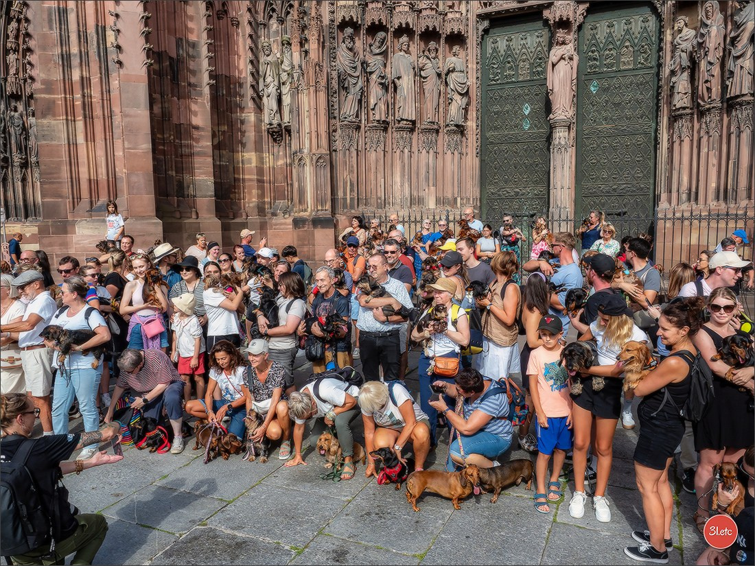 Teckels Parade Strasbourgeoise  Vous pouvez voir le galerie de photos. Photographe à Strasbourg | Portraits, Studio, Enfants, Événements