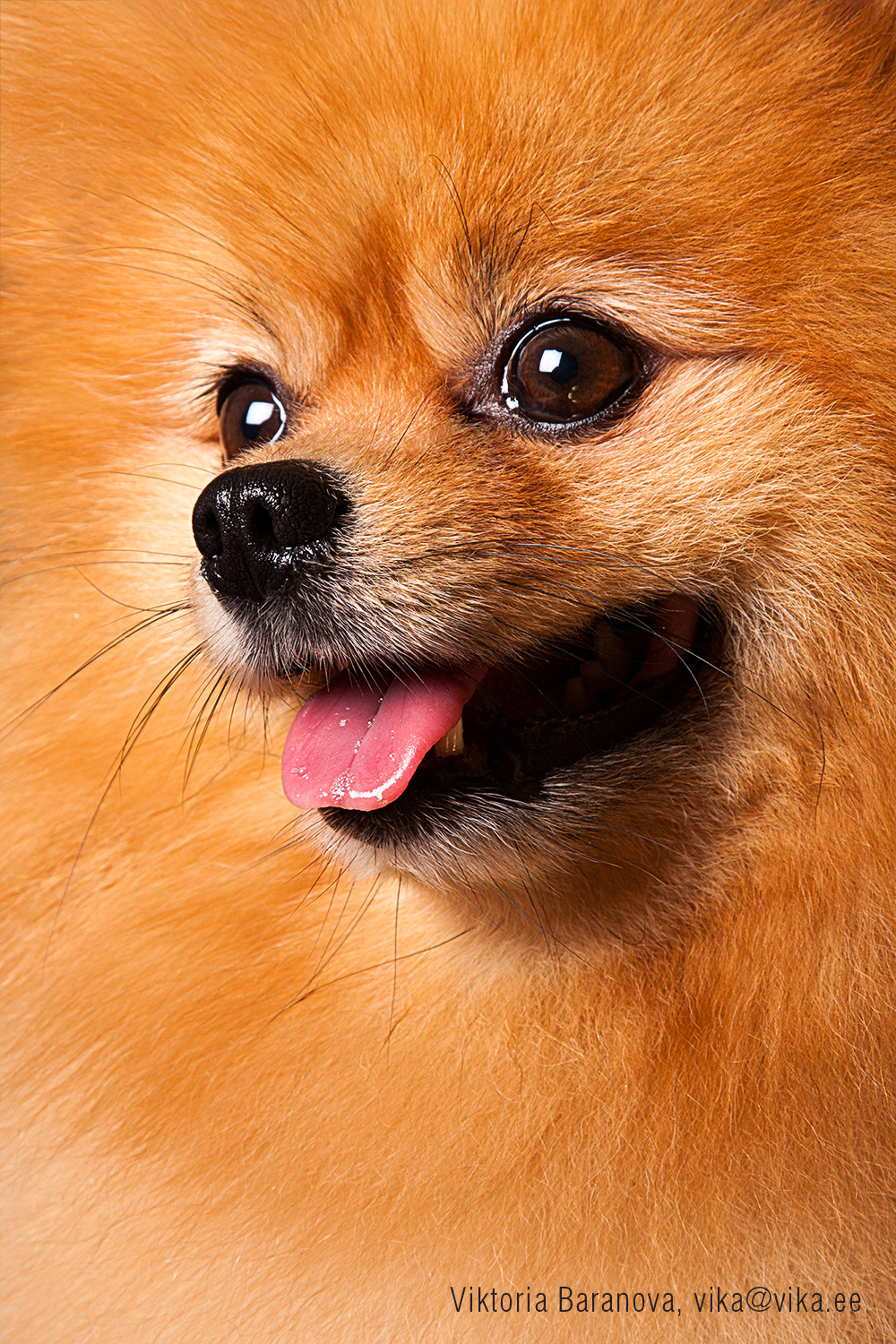 Jonni. Фотограф в Таллине Виктория Баранова |фотосессии и обучение / Photographer Viktoria Baranova