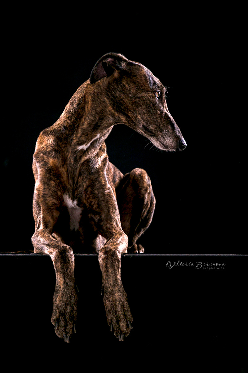 Olja Gorbachova (5 фото). Фотограф в Таллине Виктория Баранова |фотосессии и обучение / Photographer Viktoria Baranova