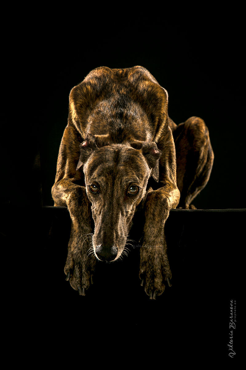 Olja Gorbachova (5 фото). Фотограф в Таллине Виктория Баранова |фотосессии и обучение / Photographer Viktoria Baranova