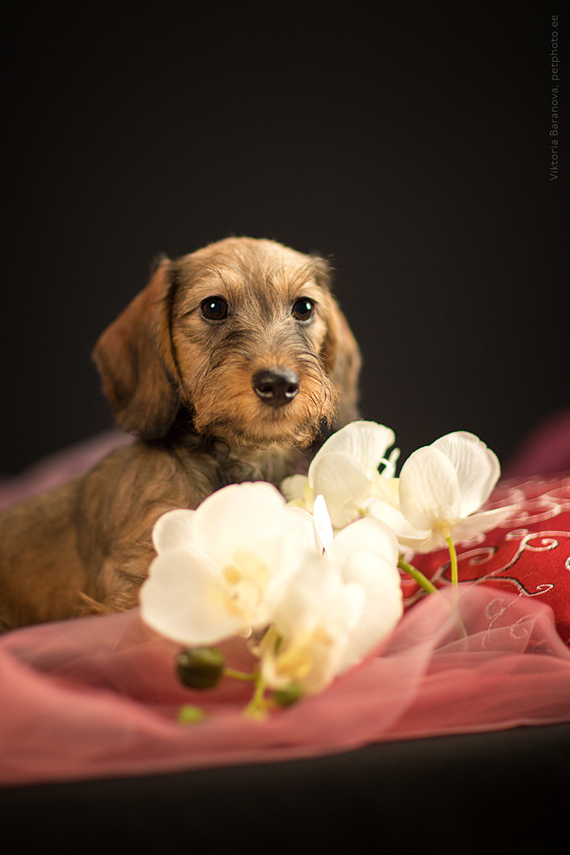 Taksi_puppies (3 фото). Фотограф в Таллине Виктория Баранова |фотосессии и обучение / Photographer Viktoria Baranova