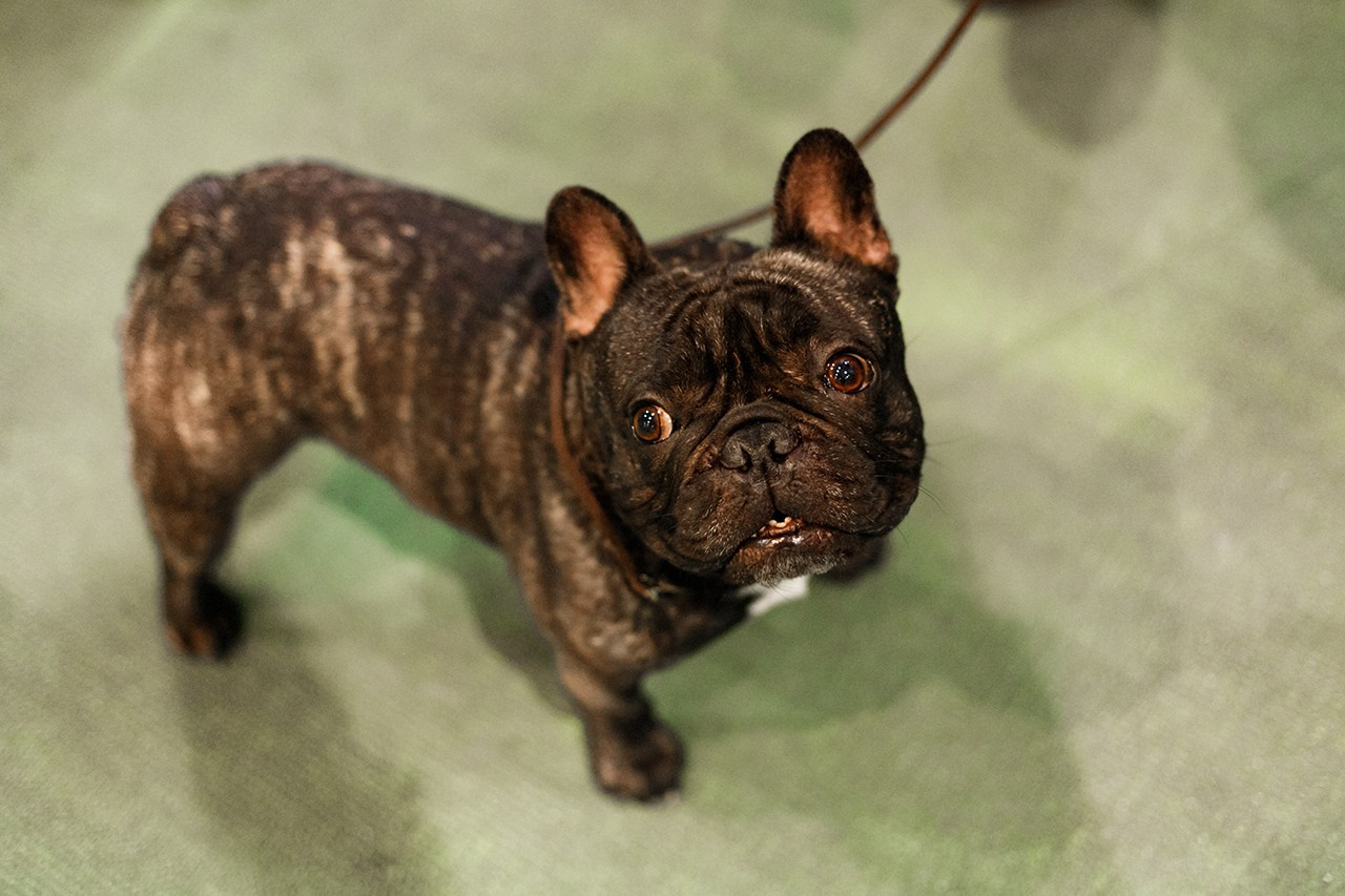 Grodno dog show. Kaja | fotograf we Wrocławiu | ludzie i psy