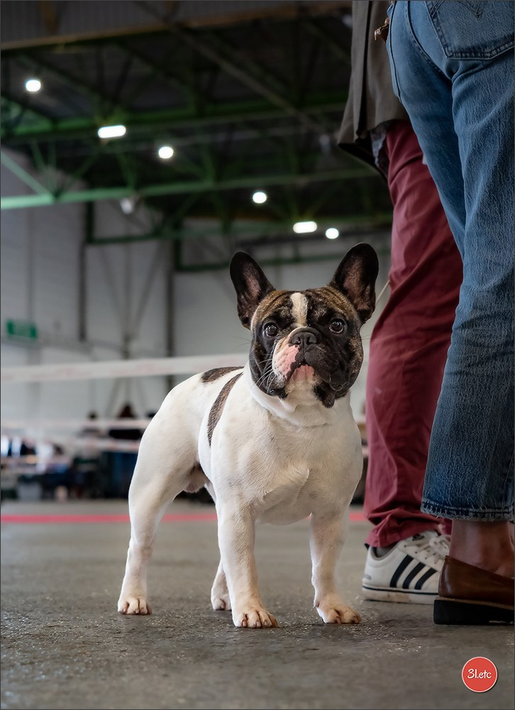 Expo canine  🇫🇷  Metz 08-09/11/2025. Photographe à Strasbourg | Portraits, Studio, Enfants, Événements