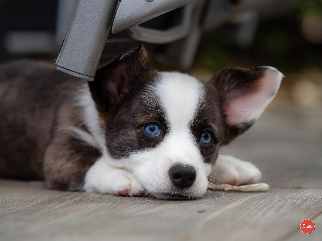 Photographie animalière. Photographe à Strasbourg | Portraits, Studio, Enfants, Événements