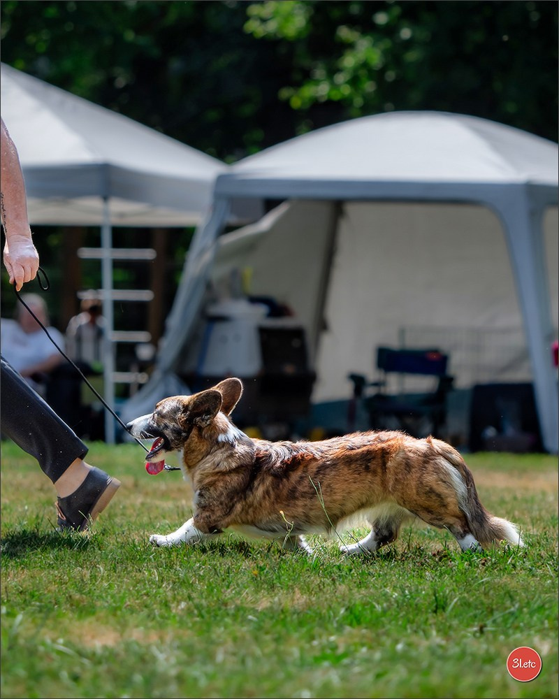 🇫🇷 Romorantin - Exposition Canine Nationale. Photographe à Strasbourg | Portraits, Studio, Enfants, Événements