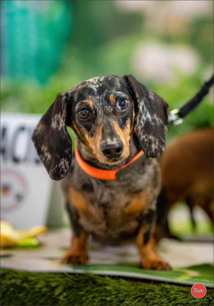 Expo canine 🇫🇷 Valence 02-03/05/2026